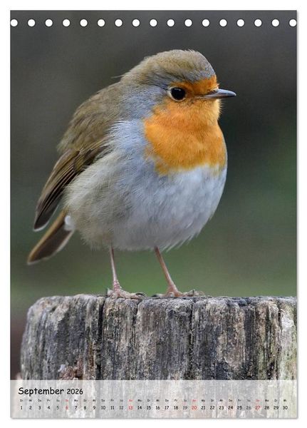 Produktbild: V&ouml;gel im heimischen Garten (Tischkalender 2026 DIN A5 hoch), CALVENDO Monatskalender