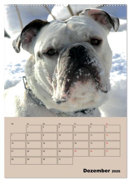 Produktbild: Bulldoggen-Gesichter (hochwertiger Premium Wandkalender 2026 DIN A2 hoch), Kunstdruck in Hochglanz