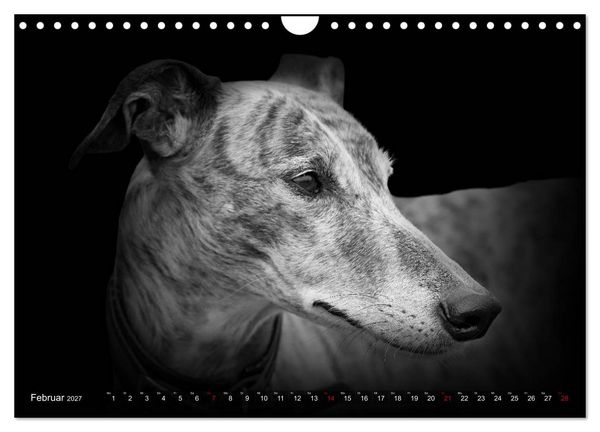 Produktbild: Galgo Espa&ntilde;ol - der spanische Windhund 2027 (Wandkalender 2027 DIN A4 quer), CALVENDO Monatskalender