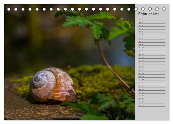 Produktbild: Salamander und Co. (Tischkalender 2026 DIN A5 quer), CALVENDO Monatskalender