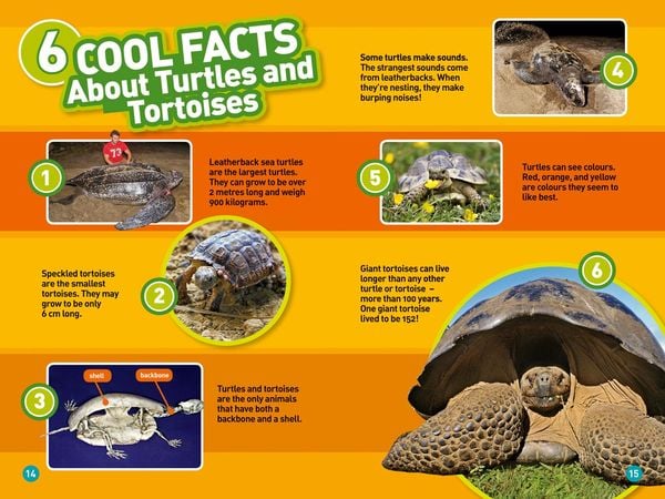 Produktbild: Turtles and Tortoises