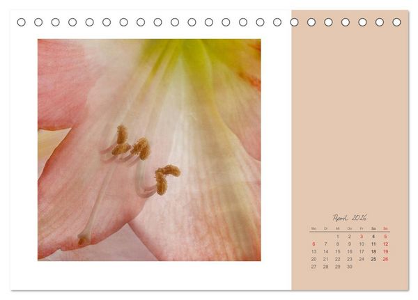 Produktbild: Bl&uuml;tentr&auml;ume (Tischkalender 2026 DIN A5 quer), CALVENDO Monatskalender