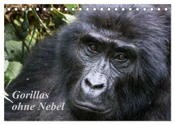 Produktbild: Gorillas ohne Nebel (Tischkalender 2026 DIN A5 quer), CALVENDO Monatskalender