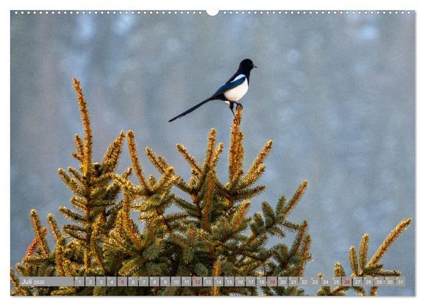 Produktbild: Wir sind die fliegenden Stars (Wandkalender 2026 DIN A2 quer), CALVENDO Monatskalender