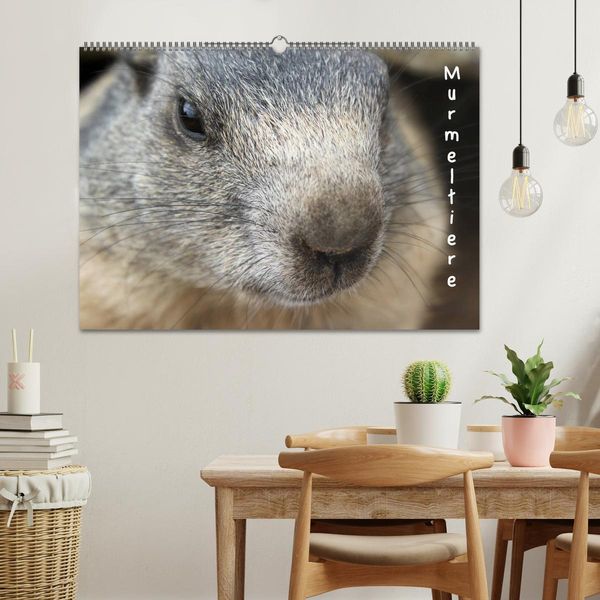 Produktbild: Murmeltiere (Wandkalender 2026 DIN A2 quer), CALVENDO Monatskalender