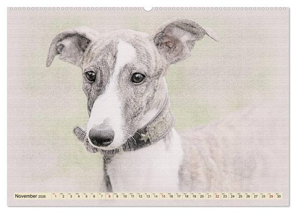 Produktbild: Whippets 2026 (High Quality Premium Wall Calendar 2026 DIN A2 landscape),CALVENDO 12 Month Wall Calendar
