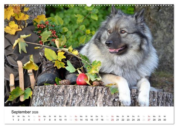 Produktbild: Der Wolfsspitz (Wandkalender 2026 DIN A2 quer), CALVENDO Monatskalender