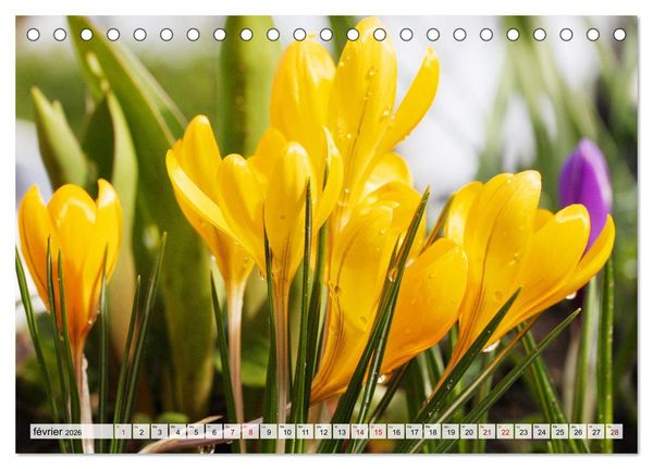 Produktbild: Plaisir des fleurs (Calendrier de bureau 2026 DIN A5 vertical), CALVENDO calendrier mensuel