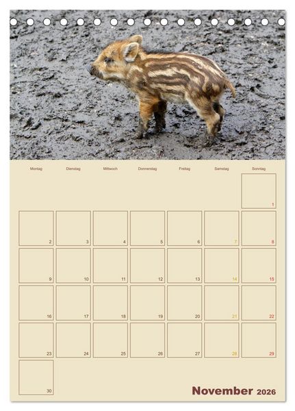 Produktbild: Wildschweine (Tischkalender 2026 DIN A5 hoch), CALVENDO Monatskalender