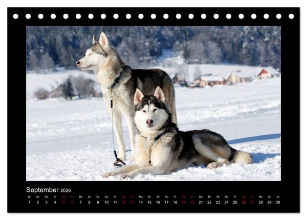 Produktbild: Huskys im Schnee (Tischkalender 2026 DIN A5 quer), CALVENDO Monatskalender