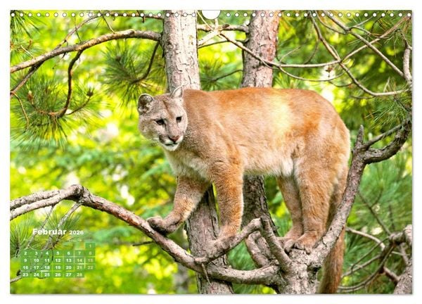 Produktbild: Puma: Auf leisen Pfoten (Wandkalender 2026 DIN A3 quer), CALVENDO Monatskalender