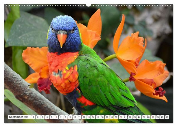 Produktbild: Bunte Vielfalt in der Vogelwelt (Wandkalender 2026 DIN A2 quer), CALVENDO Monatskalender