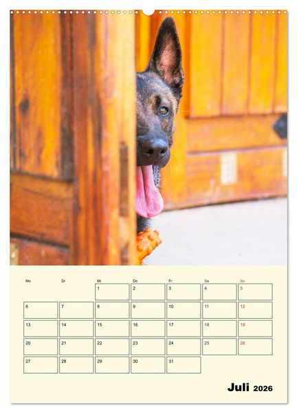 Produktbild: Familienplaner Tausendsassa Malinois (Wandkalender 2026 DIN A2 hoch), CALVENDO Monatskalender