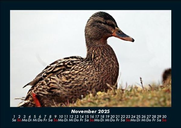 Produktbild: Enten 2025 Fotokalender DIN A5