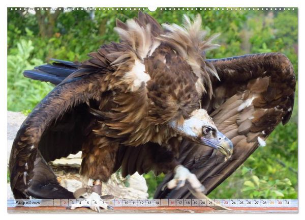 Produktbild: Majest&auml;tische Greifv&ouml;gel (hochwertiger Premium Wandkalender 2026 DIN A2 quer), Kunstdruck in Hochglanz