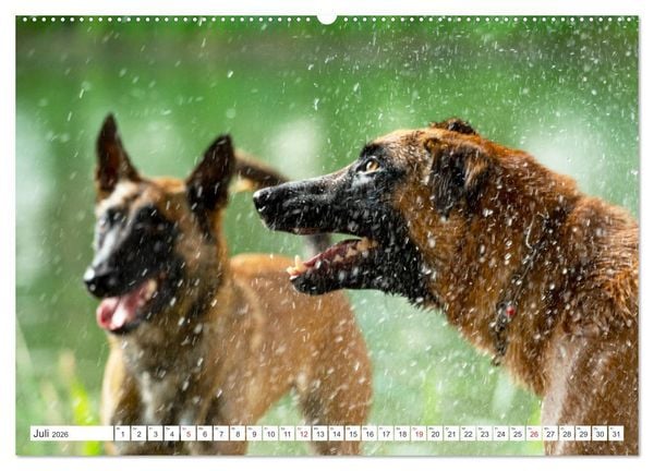 Produktbild: Malinois - belgischer Sch&auml;ferhund (hochwertiger Premium Wandkalender 2026 DIN A2 quer), Kunstdruck in Hochglanz