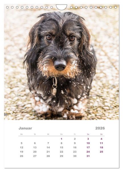 Produktbild: Dackel(augen)blicke (Wandkalender 2026 DIN A4 hoch), CALVENDO Monatskalender