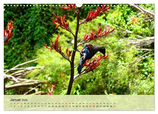Produktbild: Neuseelands Vogelwelt (Wandkalender 2026 DIN A3 quer), CALVENDO Monatskalender