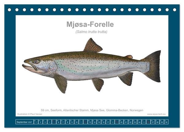 Produktbild: Fisch als Kunst 2027: Seeforellen (Tischkalender 2027 DIN A5 quer), CALVENDO Monatskalender