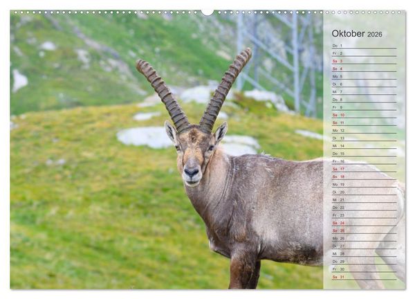 Produktbild: Bergk&ouml;nige - Steinb&ouml;cke im Blickpunkt der Naturfotografie (Wandkalender 2026 DIN A2 quer), CALVENDO Monatskalender