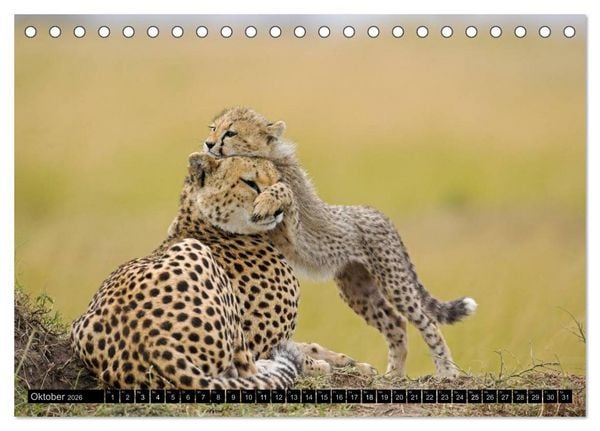 Produktbild: Magie des Augenblicks - Tierkinder - klein, aber wild (Tischkalender 2026 DIN A5 quer), CALVENDO Monatskalender