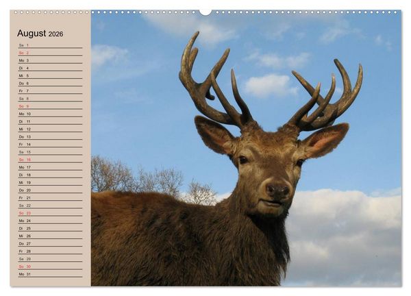 Produktbild: Rotwild. Edle Hirsche, stolze K&uuml;he (Wandkalender 2026 DIN A2 quer), CALVENDO Monatskalender