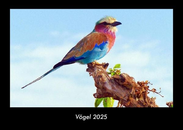Produktbild: V&ouml;gel 2025 Fotokalender DIN A3
