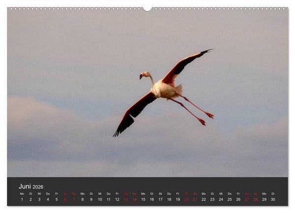 Produktbild: Pretty Flamingo (Wandkalender 2026 DIN A2 quer), CALVENDO Monatskalender
