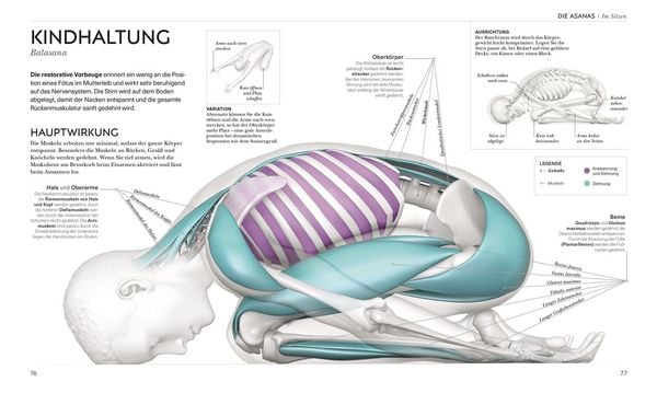 Produktbild: Yoga verstehen - Die Anatomie der Yoga-Haltungen