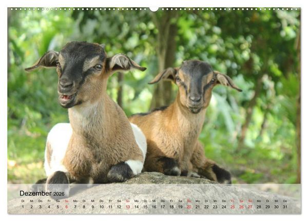 Produktbild: Ziegen. Kluge Freigeister (hochwertiger Premium Wandkalender 2026 DIN A2 quer), Kunstdruck in Hochglanz