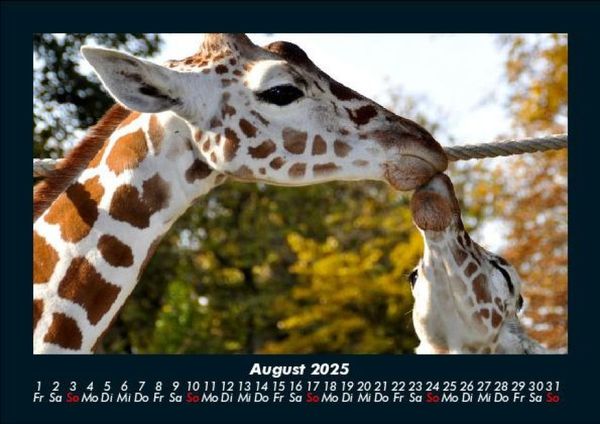 Produktbild: Giraffen 2025 Fotokalender DIN A5