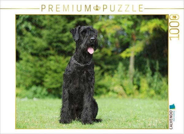 Produktbild: CALVENDO Puzzle Sitzender Riesenschnauzer | 1000 Teile Lege-Gr&ouml;&szlig;e 64x48cm Foto-Puzzle f&uuml;r gl&uuml;ckliche Stunden