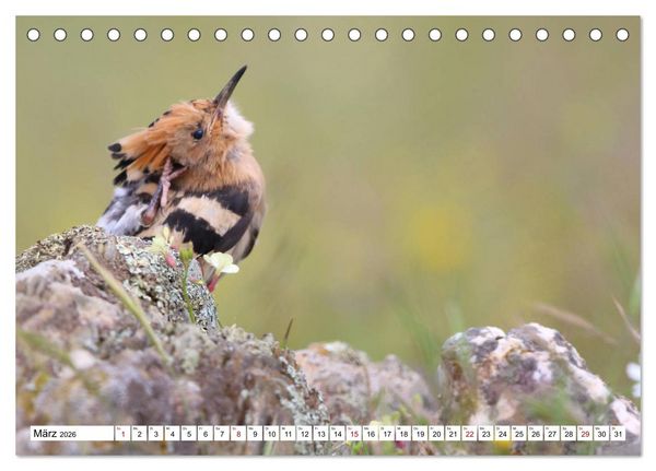 Produktbild: V&ouml;gel in der Extremadura (Tischkalender 2026 DIN A5 quer), CALVENDO Monatskalender