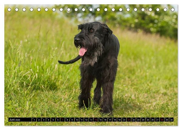 Produktbild: Treuer Freund Riesenschnauzer (Tischkalender 2026 DIN A5 quer), CALVENDO Monatskalender