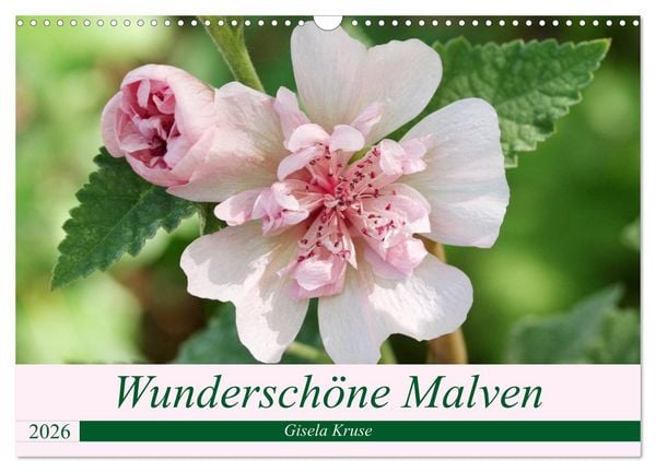 Produktbild: Wundersch&ouml;ne Malven (Wandkalender 2026 DIN A3 quer), CALVENDO Monatskalender