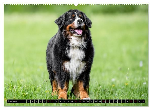Produktbild: Berner Sennenhunde - Faszinierende Herzensbrecher (Wandkalender 2026 DIN A2 quer), CALVENDO Monatskalender