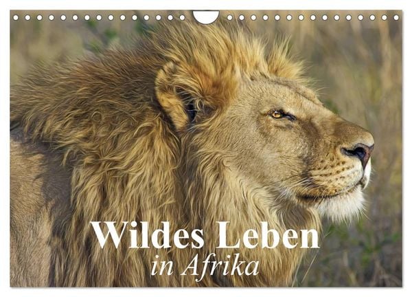 Wildes Leben in Afrika (Wandkalender 2026 DIN A4 quer), CALVENDO Monatskalender