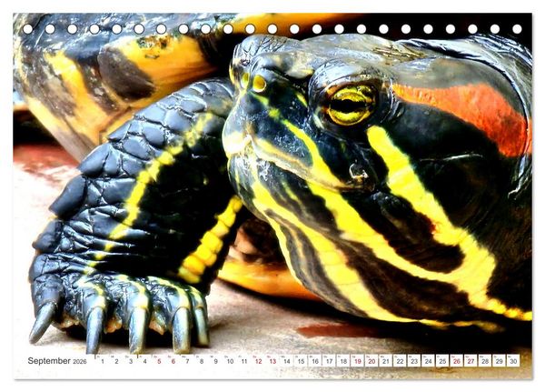 Produktbild: Schmuckschildkr&ouml;ten - Schmuckst&uuml;cke der Natur (Tischkalender 2026 DIN A5 quer), CALVENDO Monatskalender