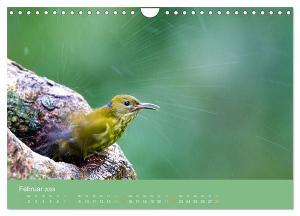 Produktbild: Zwischen Nebel und Baumriesen - V&ouml;gel Borneos (Wandkalender 2026 DIN A4 quer), CALVENDO Monatskalender