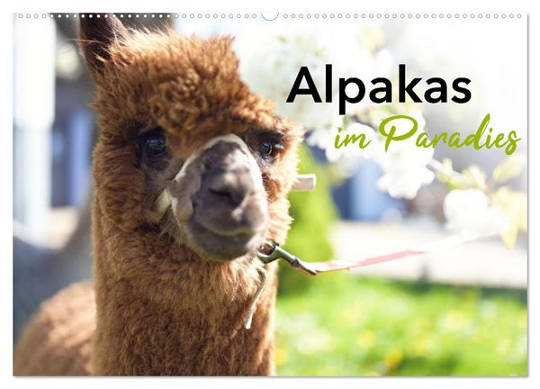 Produktbild: Alpakas im Paradies (Wandkalender 2026 DIN A2 quer), CALVENDO Monatskalender