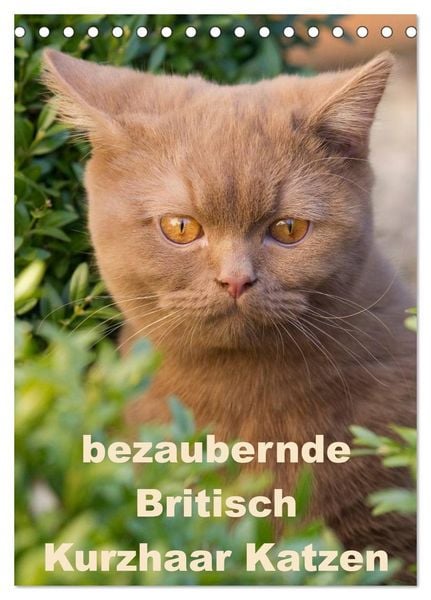 bezaubernde Britisch Kurzhaar Katzen (Tischkalender 2026 DIN A5 hoch), CALVENDO Monatskalender