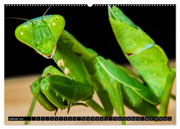 Produktbild: Insekten &bull; Bizarre Naturwunder (Wandkalender 2026 DIN A2 quer), CALVENDO Monatskalender