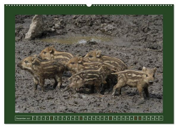 Produktbild: Schweinkram - Die Wildschweine sind los (hochwertiger Premium Wandkalender 2027 DIN A2 quer), Kunstdruck in Hochglanz