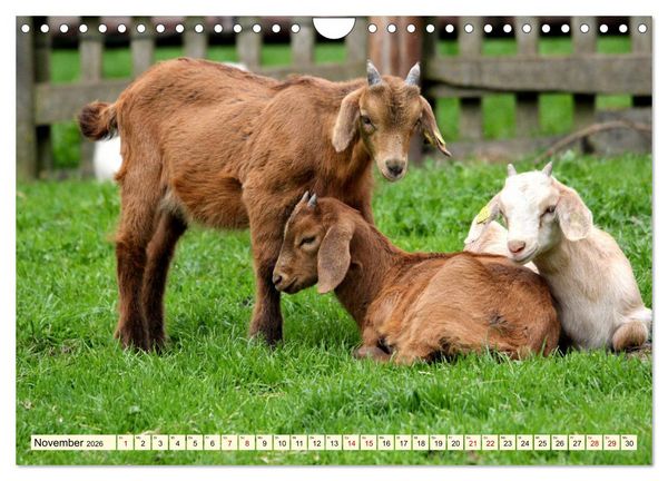 Produktbild: Ziegen - Die Stars aus dem Streichelzoo (Wandkalender 2026 DIN A4 quer), CALVENDO Monatskalender