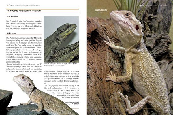 Produktbild: Bartagamen - Die Gattung Pogona