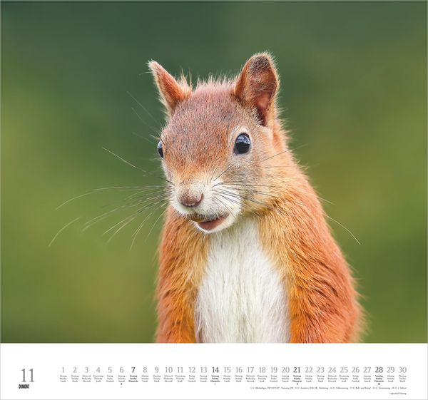 Produktbild: Geliebte Eichh&ouml;rnchen 2027