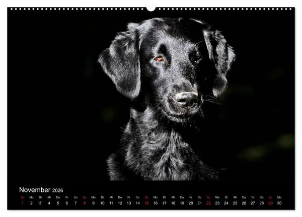 Produktbild: Flatcoated Retriever (Wandkalender 2026 DIN A2 quer), CALVENDO Monatskalender