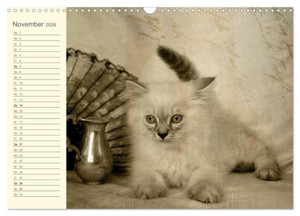 Produktbild: Oma's Katzenkalender 2026 (Wandkalender 2026 DIN A3 quer), CALVENDO Monatskalender