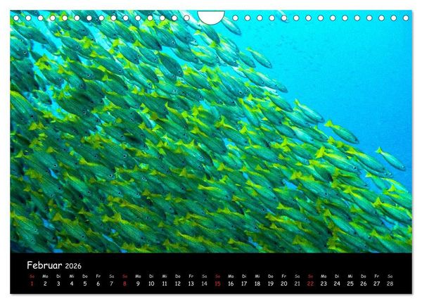 Produktbild: Die Welt unter Wasser (Wandkalender 2026 DIN A4 quer), CALVENDO Monatskalender