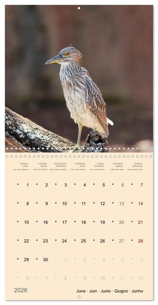 Produktbild: Portraits d'oiseaux des beaut&eacute;s plumeuses (Calendrier mural carr&eacute; 2026 30x30 cm) Calendrier double avec une page pour vos prises de notes
